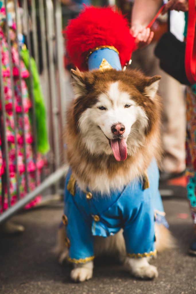 pooch-parade-dog-friendly-san-antonio-fiesta-events