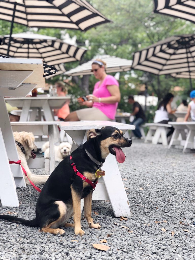 dog friendly eating places