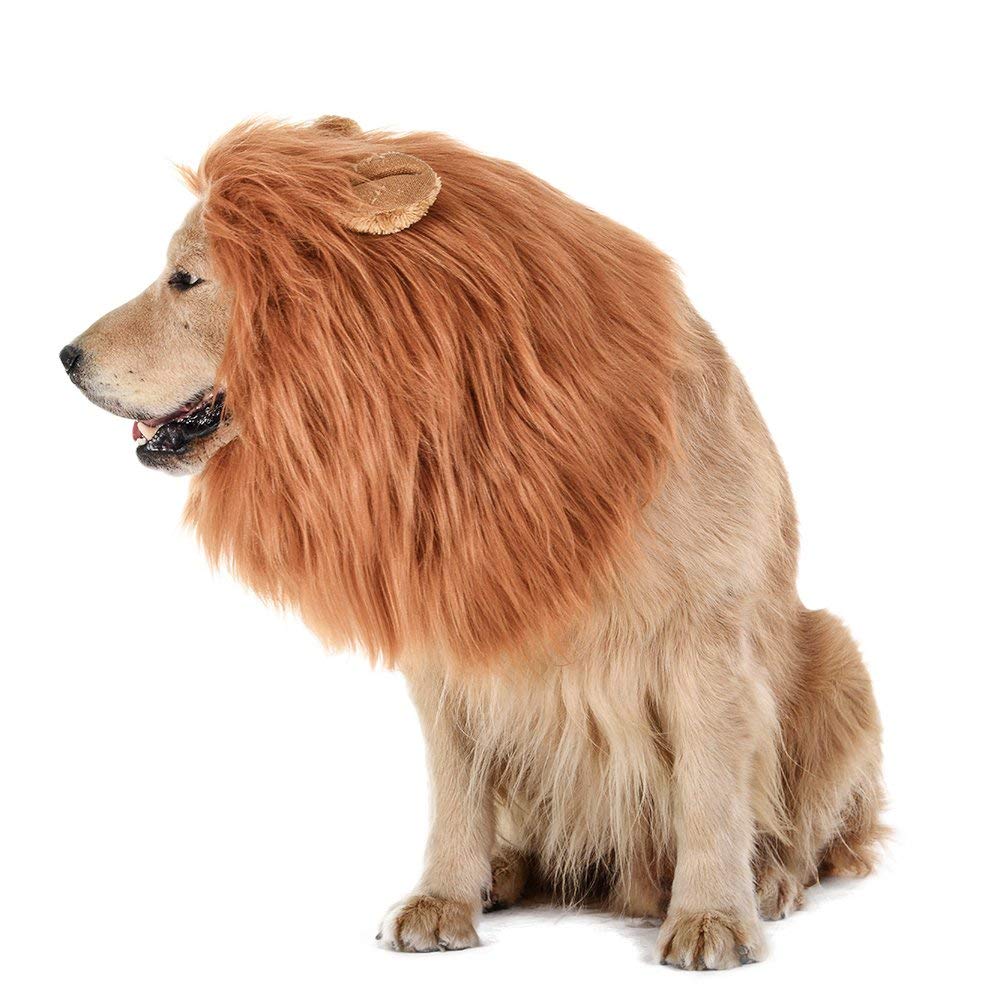 dog-lion-mane