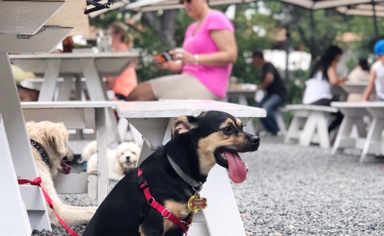 dog-friendly-best-brunch-spots-in-san-antonio