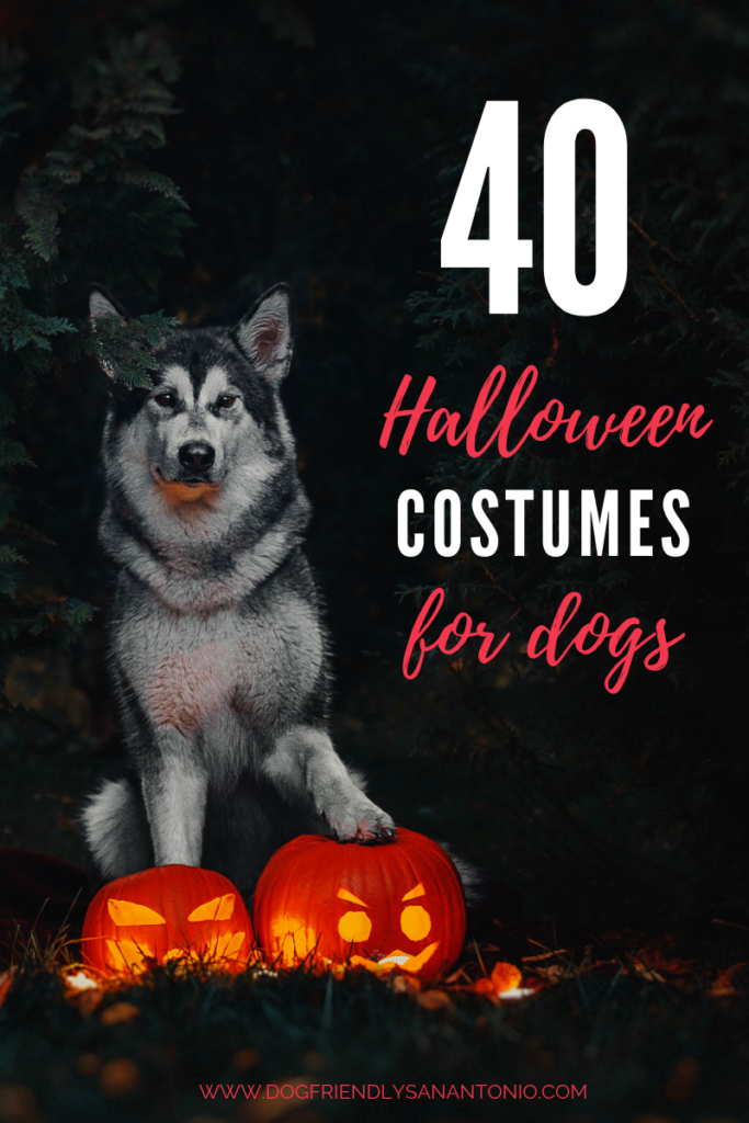 40-halloween-costumes-for-dogs