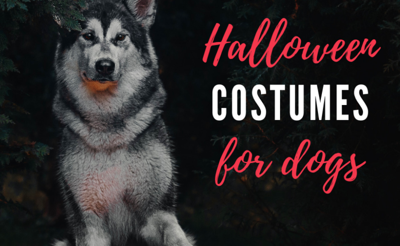 40-halloween-costumes-for-dogs