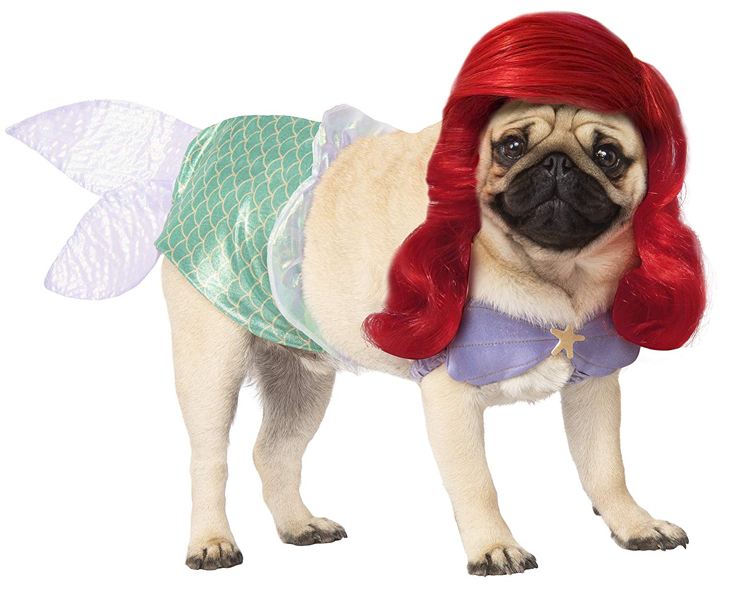 40 Halloween Costumes for Dogs - The Dog Guide San Antonio