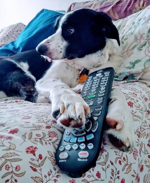 dog-on-couch-with-remote