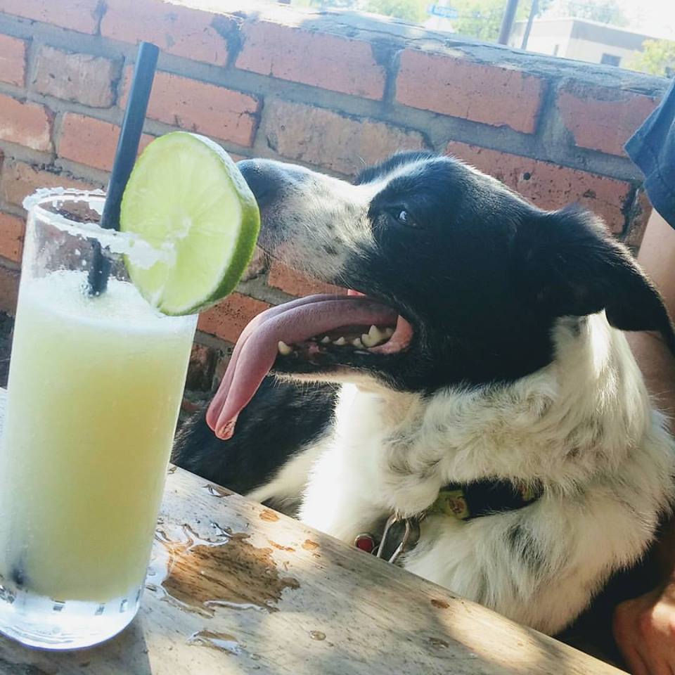 dog-panting-next-to-beverage