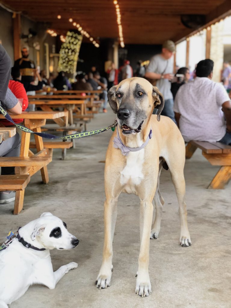 san-antonio-dog-yappy-hour-8