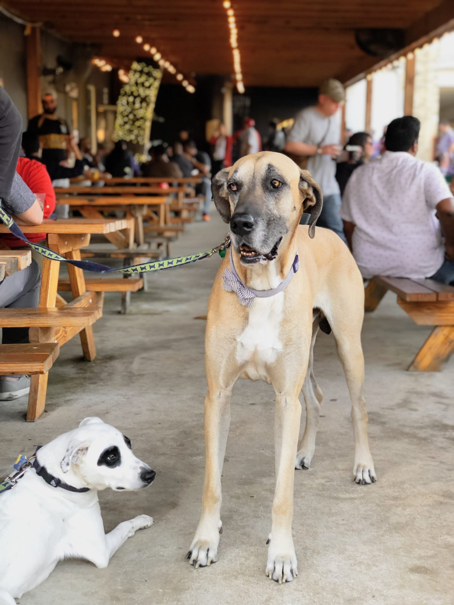 Recap: San Antonio Dogs Show up Big at Our First Yappy Hour - The Dog