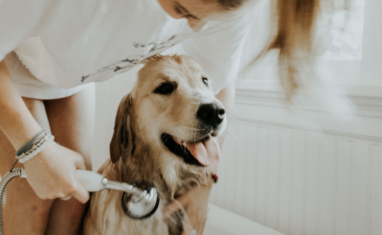 self-service-dog-wash-san-antonio