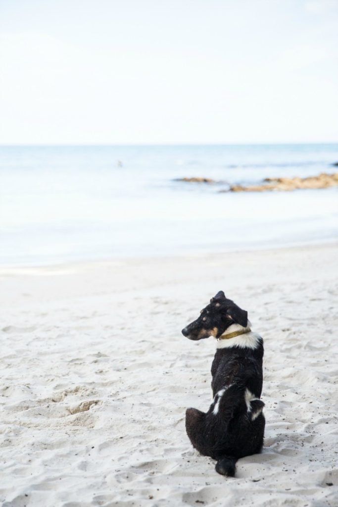 beach-hazards-for-dogs-dog-friendly-san-antonio