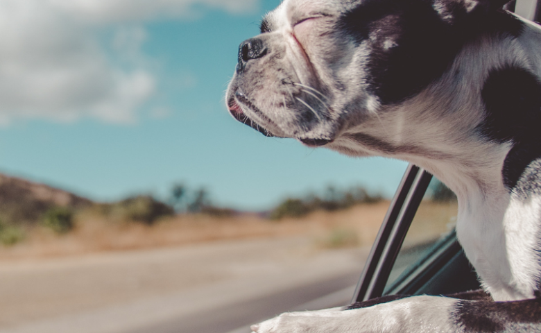 road-trip-tips-for-dog-owners