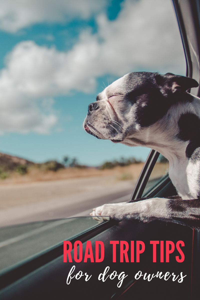 Road Trip Tips for Dog Owners  