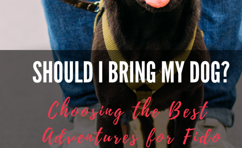 should-i-bring-my-dog