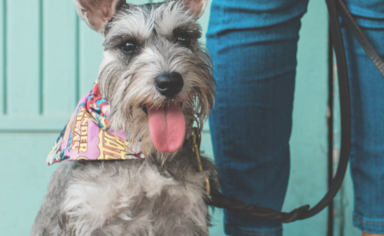 yappy-hour-dog-trainer-tells-all