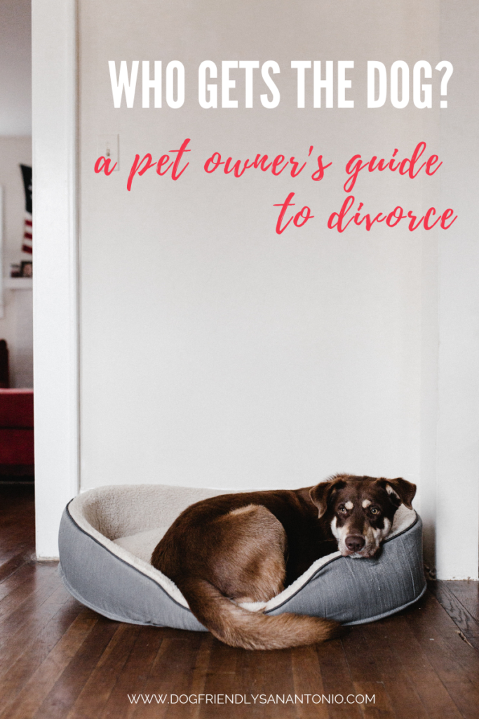 who-gets-the-dog-pet-owner-guide-divorce