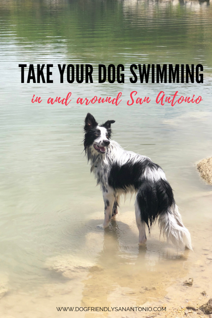 5 Places To Take Your Dog Swimming In 