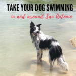 dog-swimming-san-antonio
