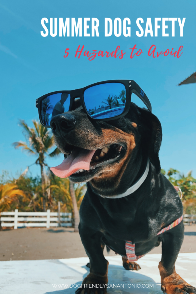 dog with sunglasses | summer dog safety