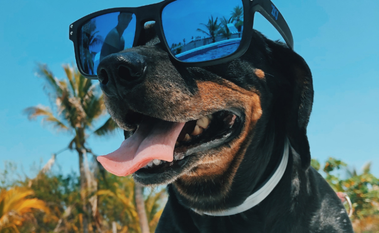 dog with sunglasses | summer dog safety