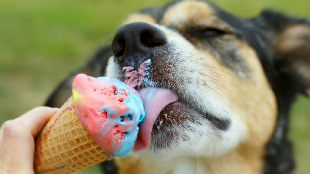 https://dogfriendlysanantonio.com/wp-content/uploads/2019/07/dog-ice-cream-recipes-1-1024x576.png