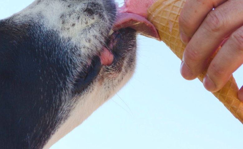 dog-ice-cream-recipes