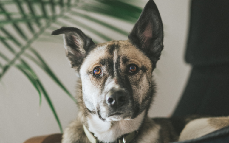 ease-dog-anxiety-with-thundershirt