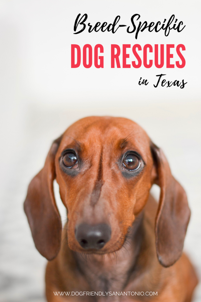 Breed-Specific Dog Rescue Groups in Texas - The Dog Guide San Antonio