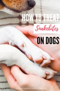 person holding dog paws with caption how to treat snakebites on dogs