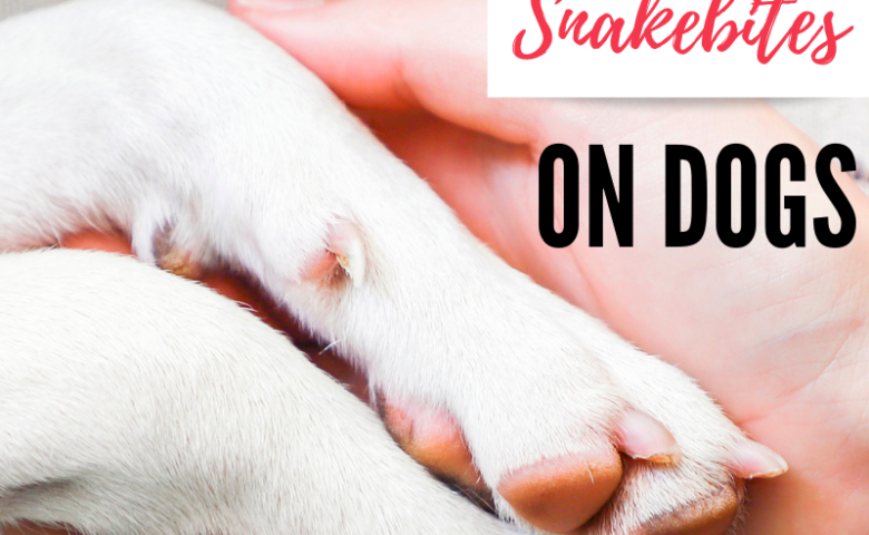 person holding dog paws with caption how to treat snakebites on dogs