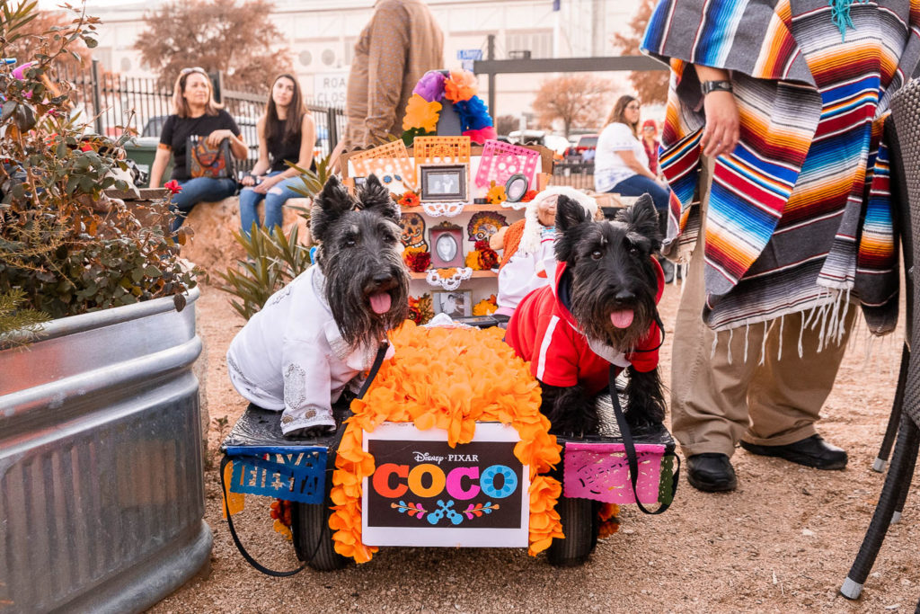dogs dressed as disney coco characters at fall fur fest