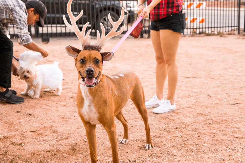 dog dressed as reindeer at fall fur fest