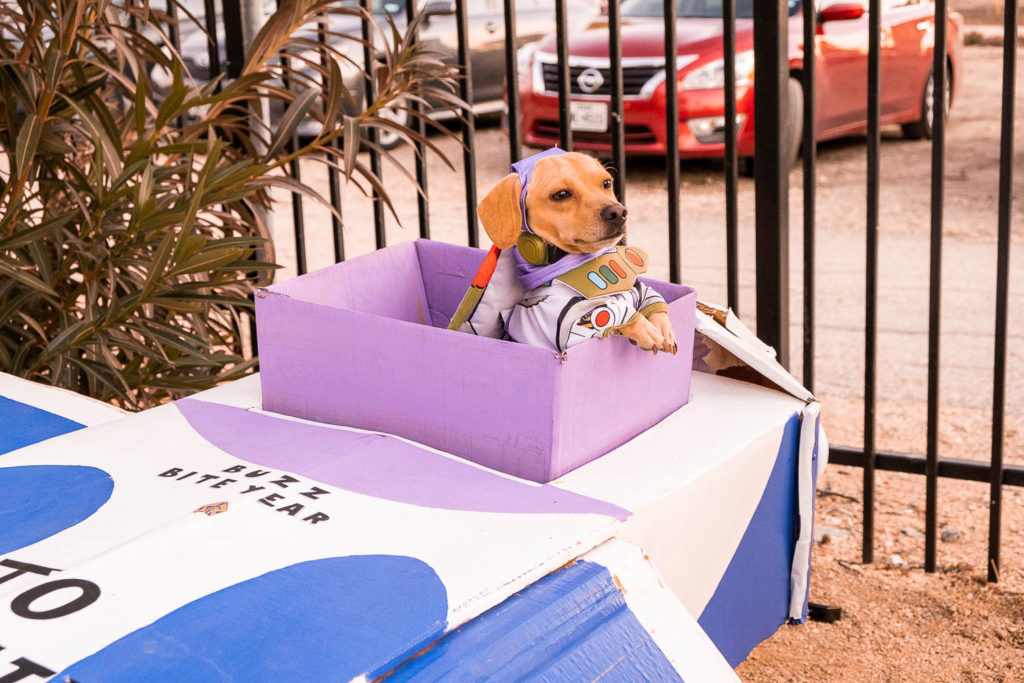 dog dressed as buzz lightyear at fall fur fest