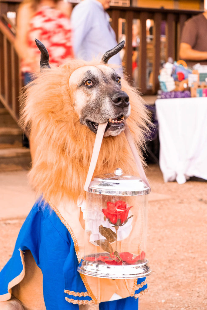 dog dressed as beast from beauty and the beast at fall fur fest