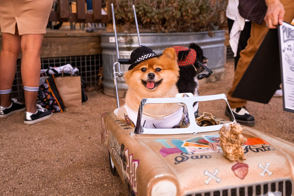 dogs in lowrider costume and float at fall fur fest