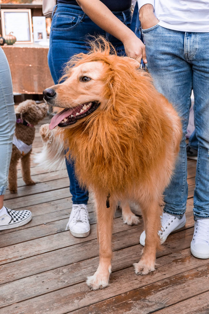 dog dressed in lion costume at fall fur fest