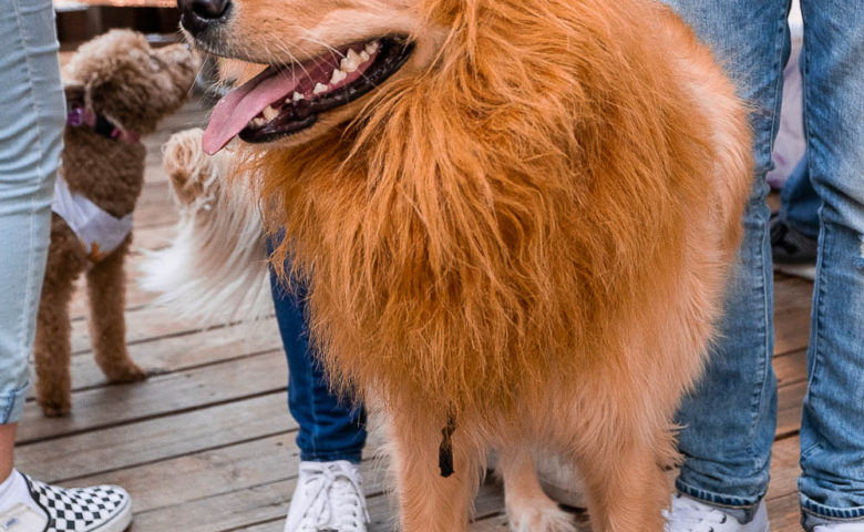 dog dressed in lion costume at fall fur fest