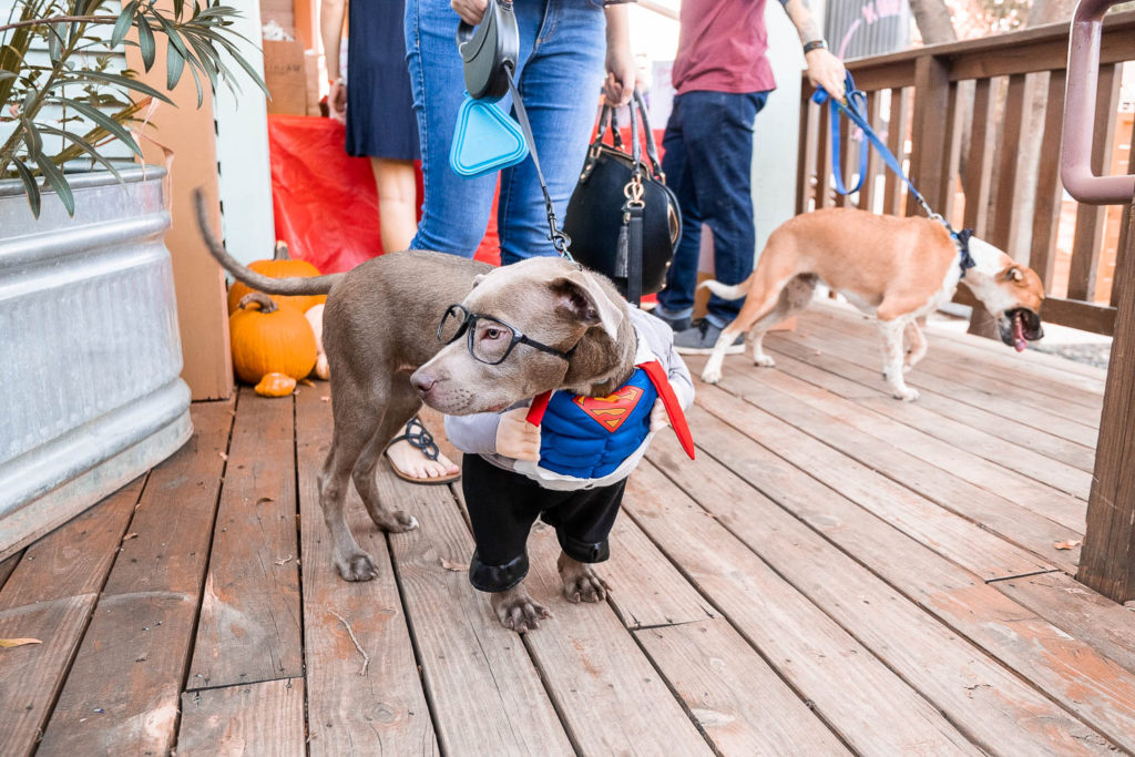 dog dressed as clark kent at fall fur fest