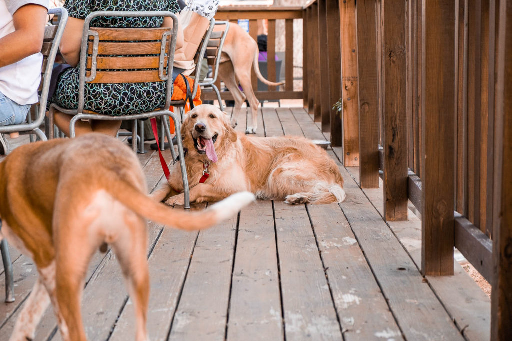 dogs on patio at the cherrity bar during fall fur fest