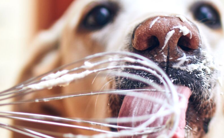 homemade-dog-treats-fall-long