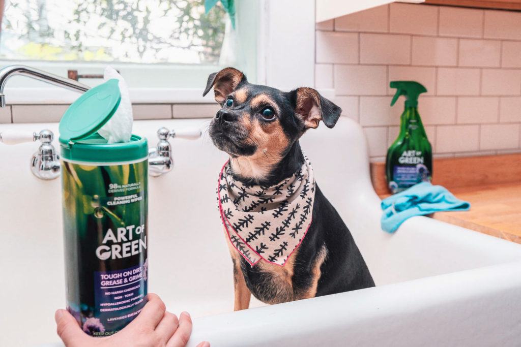 Dog in sink next to Art of Green cleaning wipes