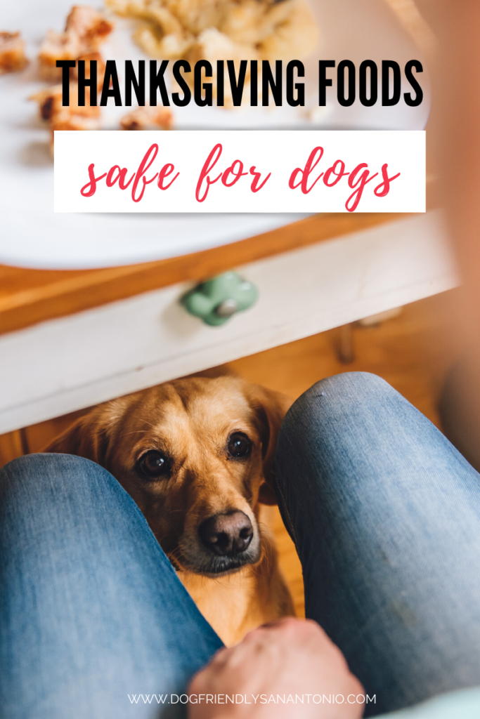 dog under table begging for food