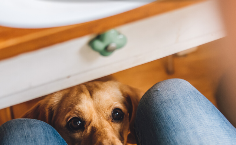 dog under table begging for food