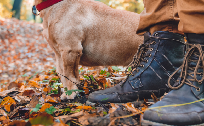 hiking-camping-with-dog