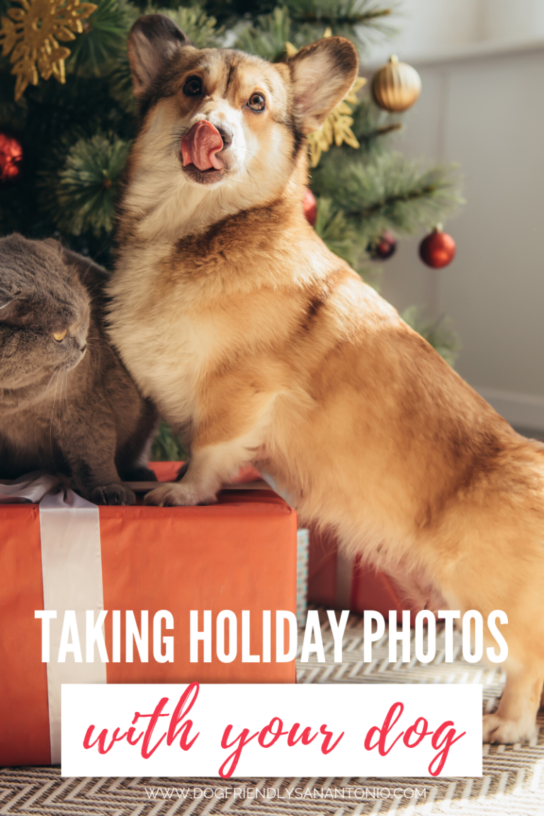 dog with paws on christmas present next to cat