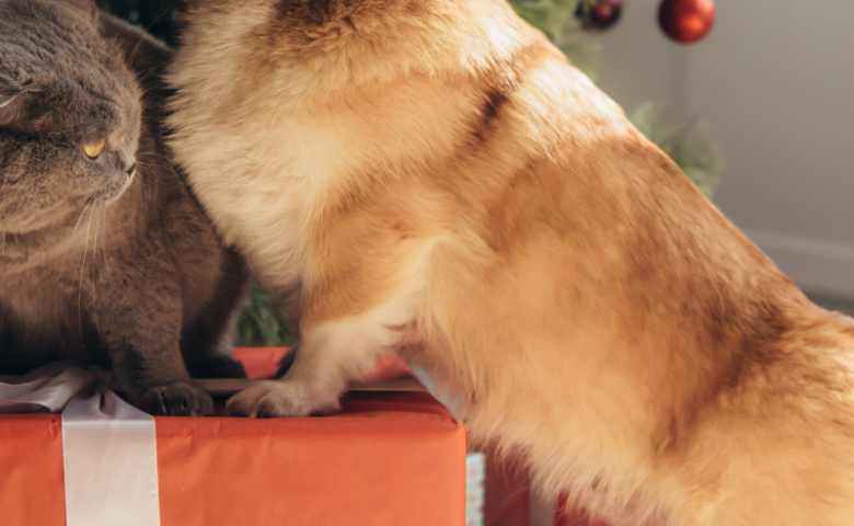 dog with paws on christmas present next to cat