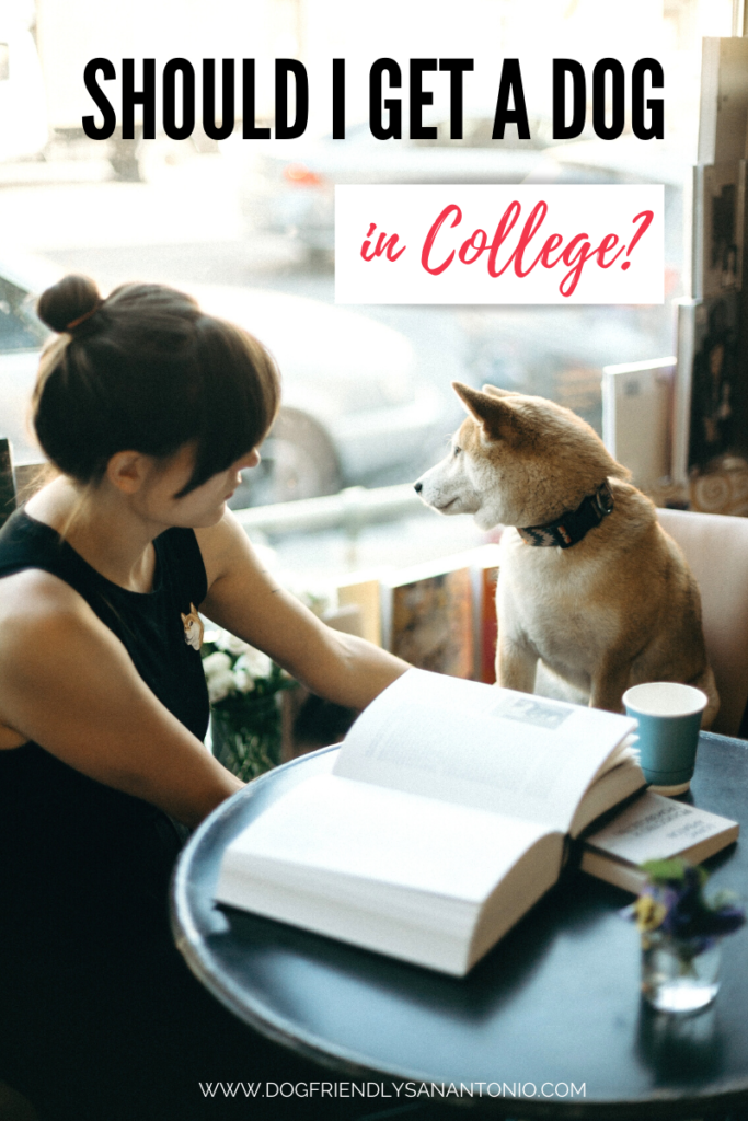 college woman with book and dog in cafe