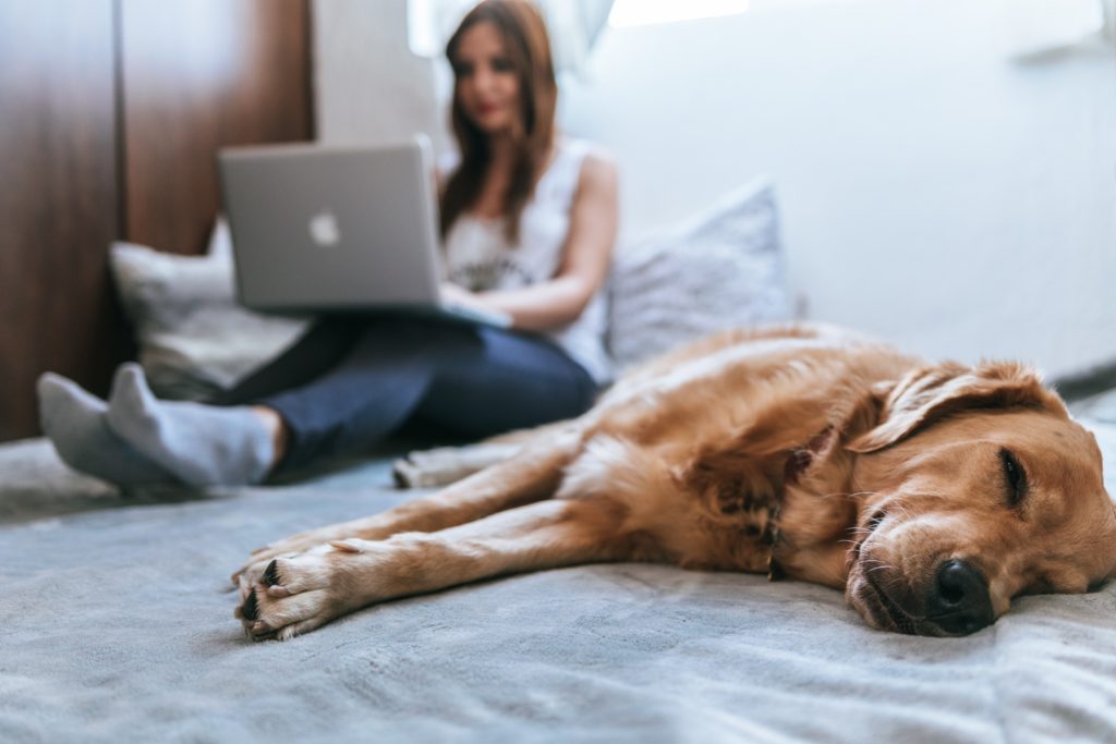 college woman with laptop and dog on bed