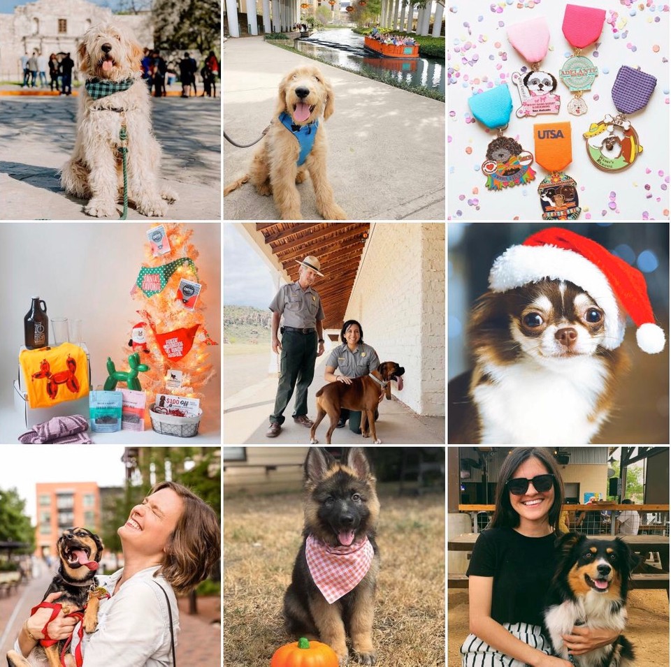 collage of nine photos featuring dogs from dog friendly san antonio's instagram page
