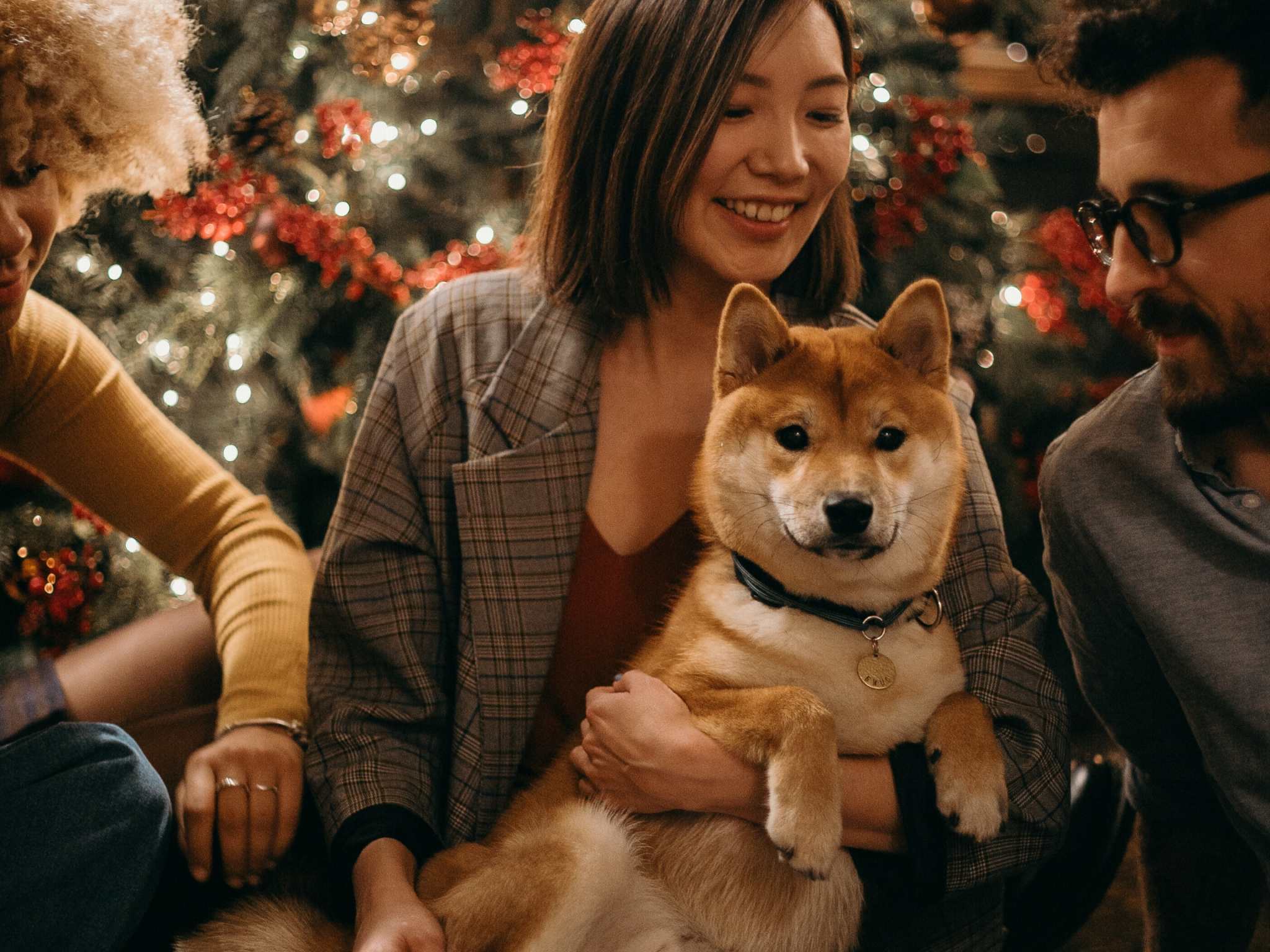 11 Fun And Festive Dog Friendly Holiday Activities In San