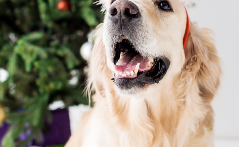 dog wearing red antlers sitting in front of christmas tree with caption below that reads 'how to prep for santa paws'