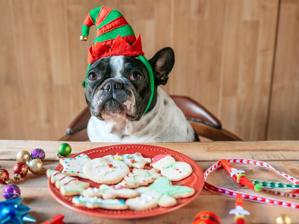 dog with elf hat on sitting at table with plate of christmas cookies